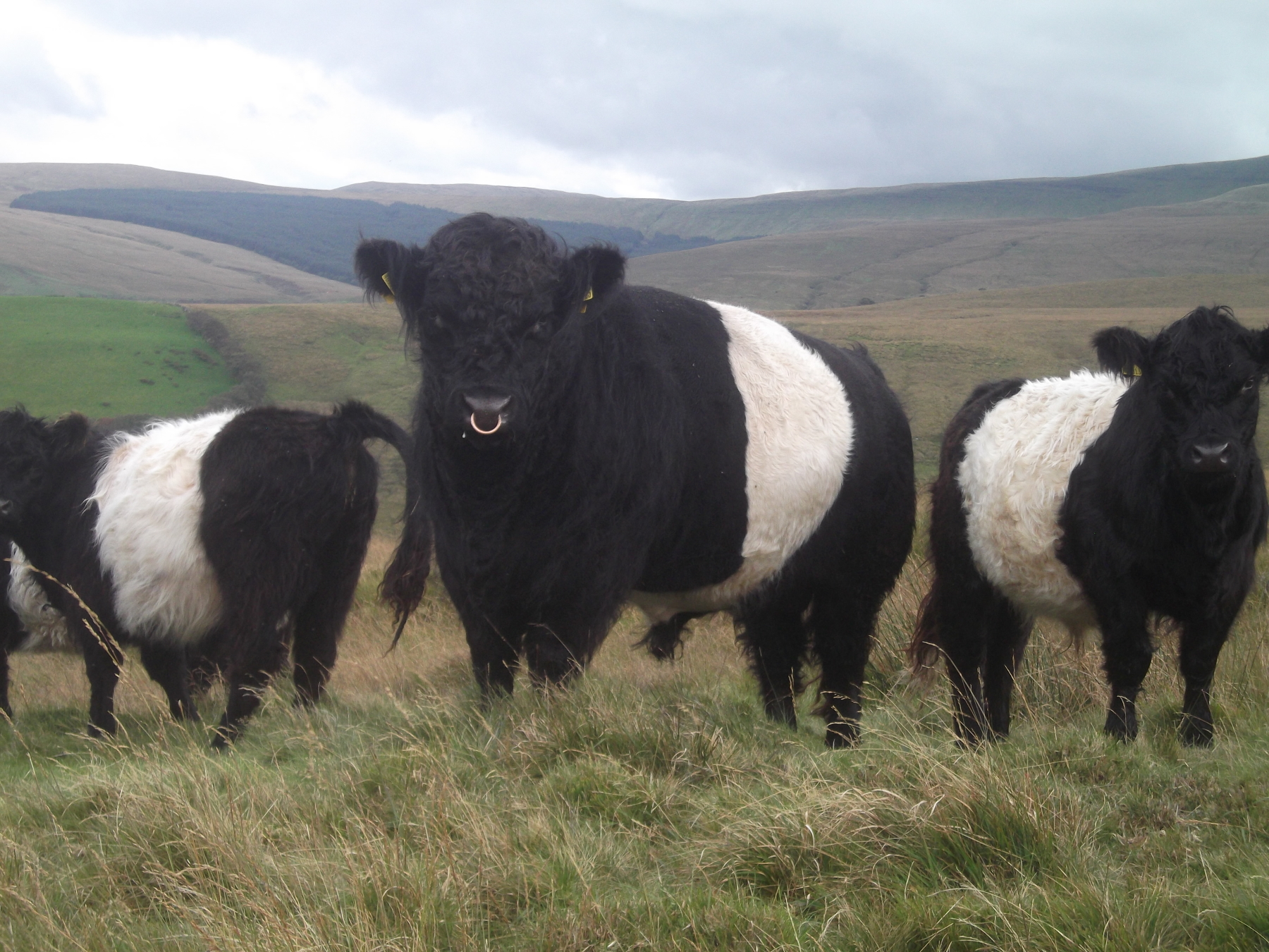 Belted Galloway Cattle | Bryn Belted Galloway